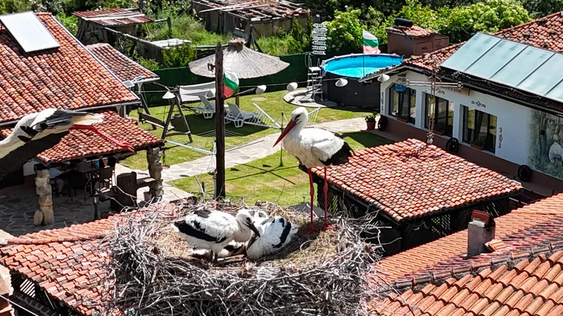 The stork nest by the courtyard